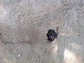 turtle hatch beginning