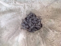 turtle hatching