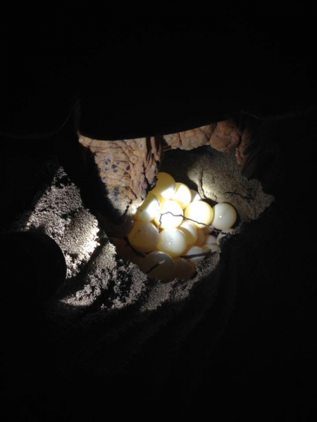 turtle eggs