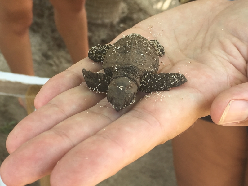 turtle in hand