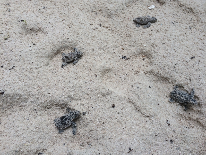 turtles walking