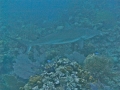 BULL SHARK