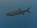 Tarpon