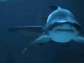 Another Bull Shark