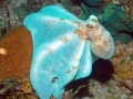 images-3