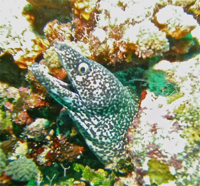 uw moray