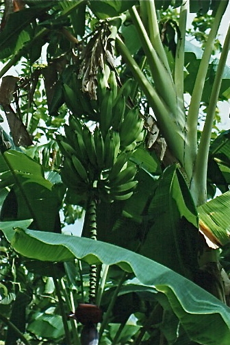 Bananas.jpeg
