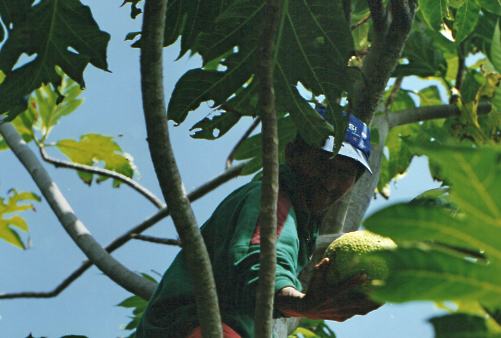 Handing down breadfruit.png