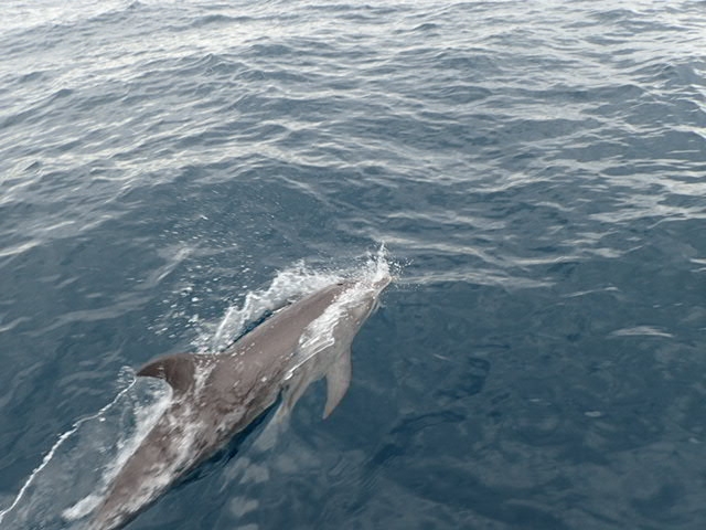 Dolphin one