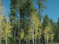 Arizona Trees